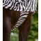 ������ ������� � ������� � �������� Waldhausen Eczema Zebra