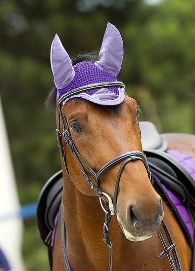 ���� Equi-Theme Polyfil